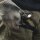 Armytek Wizard C2 Pro MAX USB XHP70.2